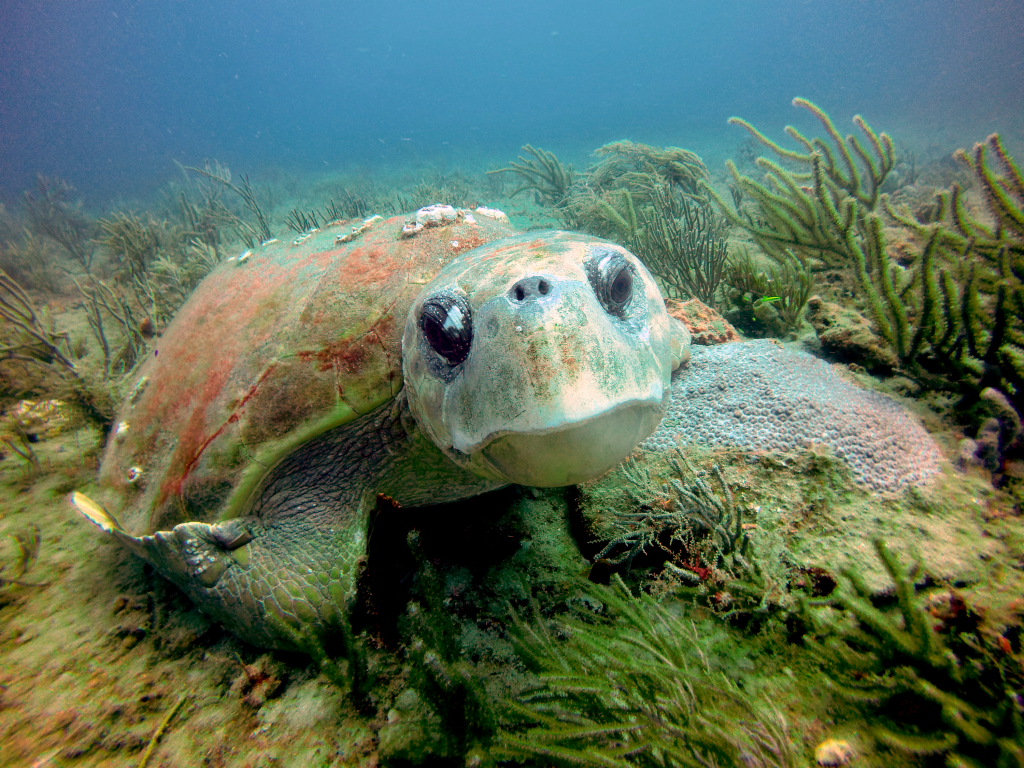 loggerhead turtle on a coral reef